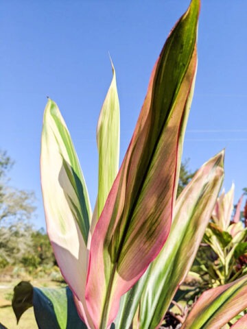Alternative view of Lg. Pink Magic Hawaiian Ti Plant (cordyline sp.)