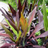 Lg. Multi Plant Polynesian Black Hawaiian Ti (cordyline sp.)