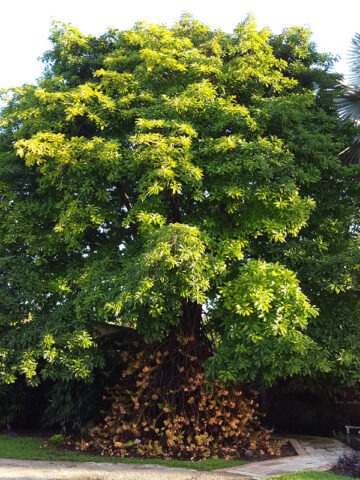 Lg. Cannonball Tree (couroupita guianensis)