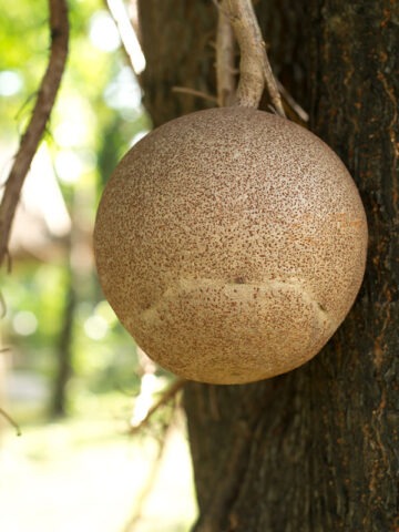 Alternative view of Lg. Cannonball Tree (couroupita guianensis)
