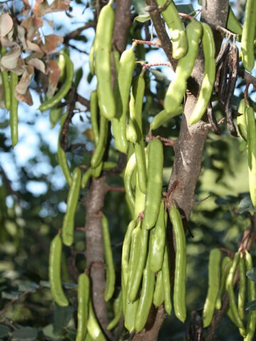 Alternative view of Chocolate-like Carob Tree (ceratonia siliqua)