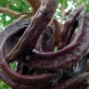 Chocolate-like Carob Tree (ceratonia siliqua)