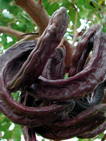 Chocolate-like Carob Tree (ceratonia siliqua)