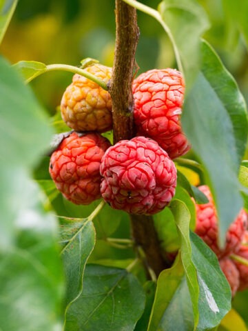 Alternative view of Lg. Thornnless Mandarin Melonberry Chinese Che Tree (cudrania tricuspidata)