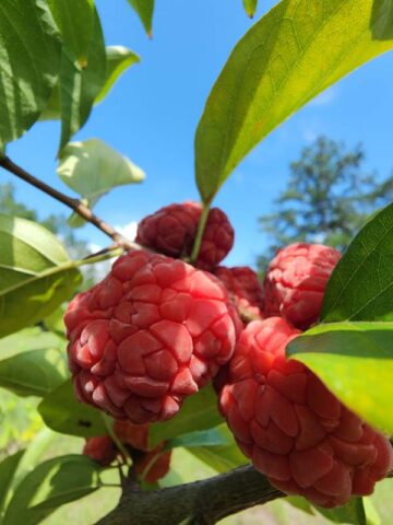 Mandarin Melonberry Chinese Che Tree (cudrania tricuspidata) - Image 8