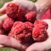 Mandarin Melonberry Chinese Che Tree (cudrania tricuspidata)