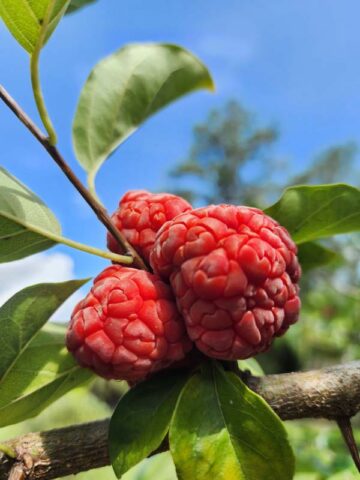 Mandarin Melonberry Chinese Che Tree (cudrania tricuspidata) - Image 3