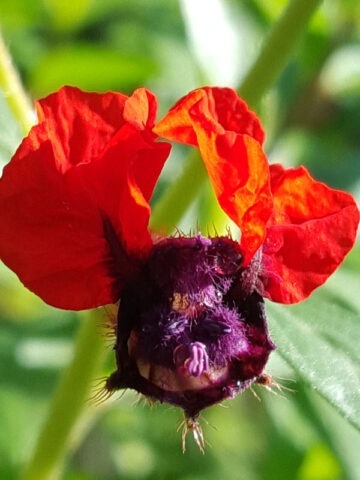 Batface Scarlet Plant (cuphea llavea)