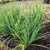Lg. Citratus Lemongrass Best For Tea & Aroma (cymbopogon citratus)