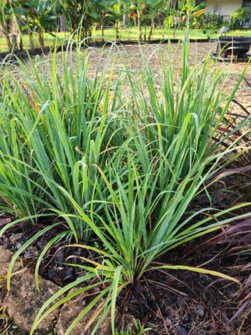 Lg. Citratus Lemongrass Best For Tea & Aroma (cymbopogon citratus)