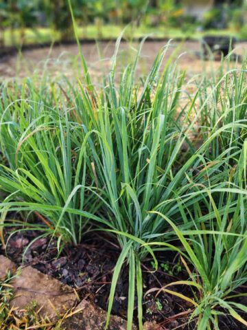 Lg. Citratus Lemongrass Best For Tea & Aroma (cymbopogon citratus) - Image 2
