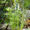 Lg. Umbrella Plant Clumping Papyrus Plant (cyperus papyrus)
