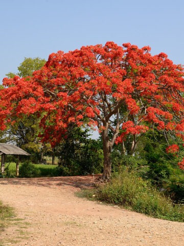 Lg. Flamboyant Royal Poinciana Tree (delonix regia)