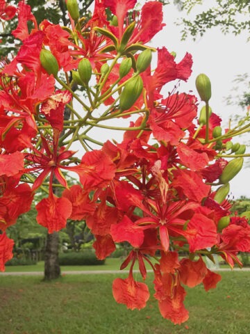 Alternative view of Lg. Flamboyant Royal Poinciana Tree (delonix regia)