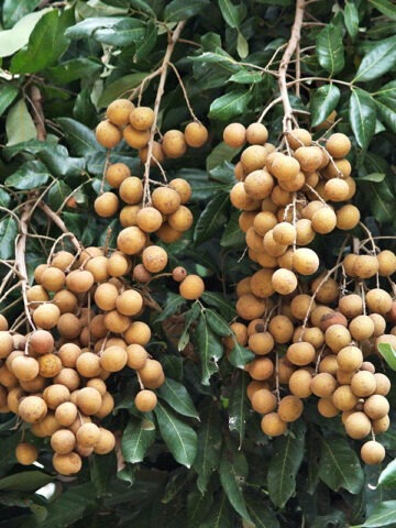 Lg. Dragons Eye Fruit Tree (dimocarpus longan)