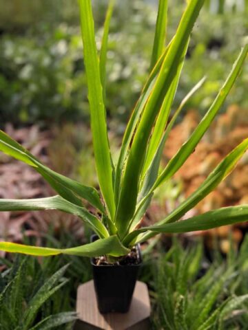 Checkout Special, Canary Island Dragon Tree, limit 1 - Image 5
