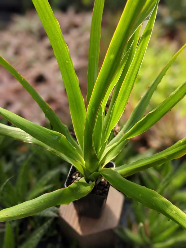 Checkout Special, Canary Island Dragon Tree, limit 1 - Image 6