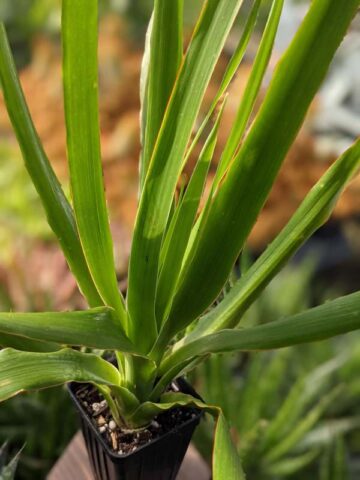 Checkout Special, Canary Island Dragon Tree, limit 1 - Image 4