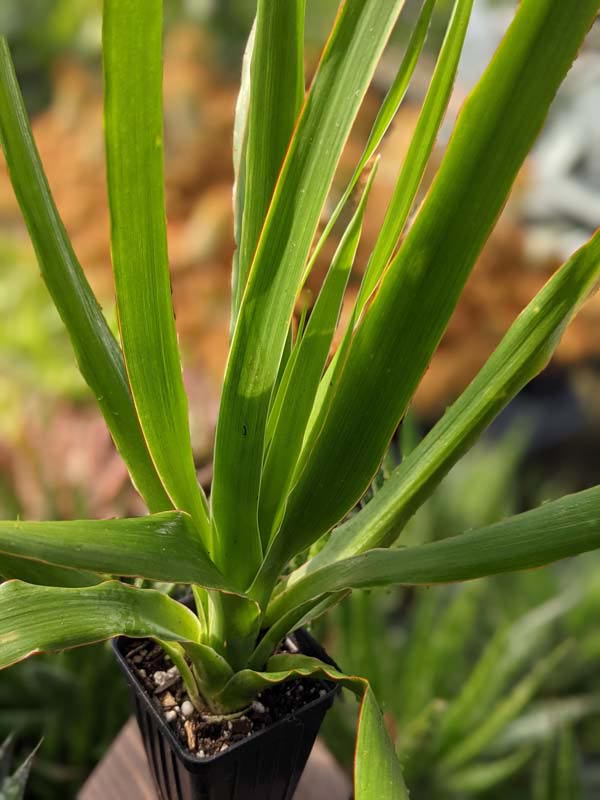 Checkout Special, Canary Island Dragon Tree, limit 1 - Image 4