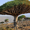 Canary Island Dragon Tree