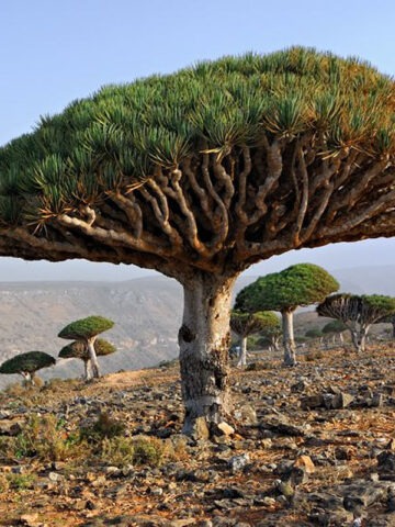 XL Canary Island Dragon Tree
