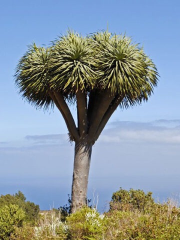 Alternative view of XL Canary Island Dragon Tree