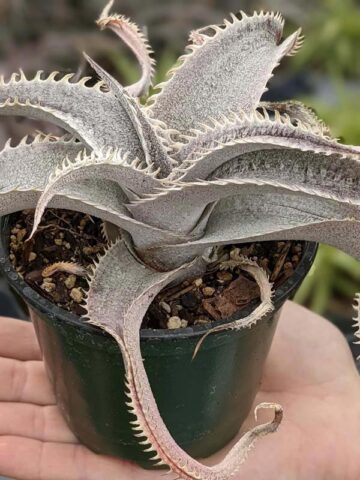 Lg. Rare Marnier-Lapostollei Desert Dyckia Plant (bromeliad-like) - Image 5