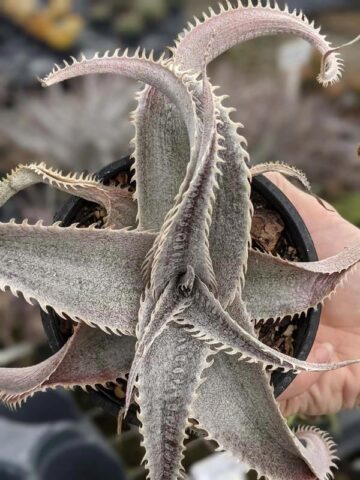 Lg. Rare Marnier-Lapostollei Desert Dyckia Plant (bromeliad-like) - Image 4