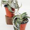 Lg. Rare Marnier-Lapostollei Desert Dyckia Plant (bromeliad-like)