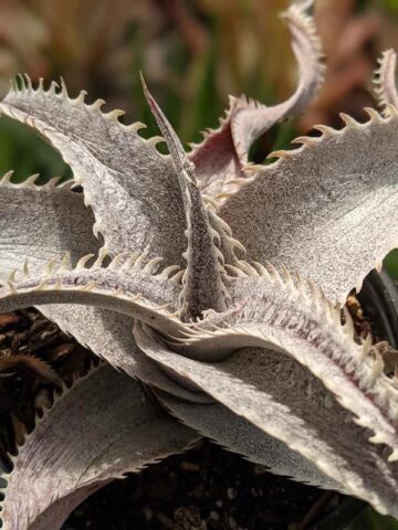 Alternative view of Lg. Rare Marnier-Lapostollei Desert Dyckia Plant (bromeliad-like)