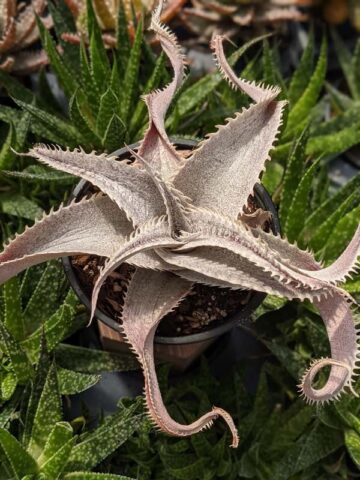 Lg. Rare Marnier-Lapostollei Desert Dyckia Plant (bromeliad-like) - Image 3