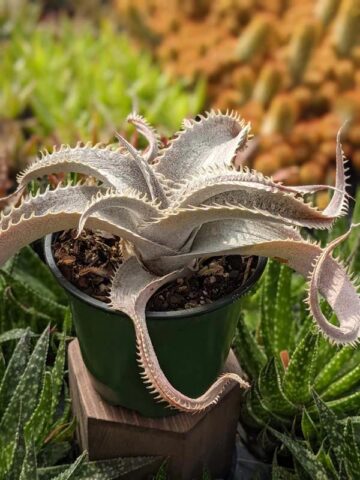 Lg. Rare Marnier-Lapostollei Desert Dyckia Plant (bromeliad-like)