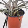 Silvery-White Desert Dyckia Plant (bromeliad-like)