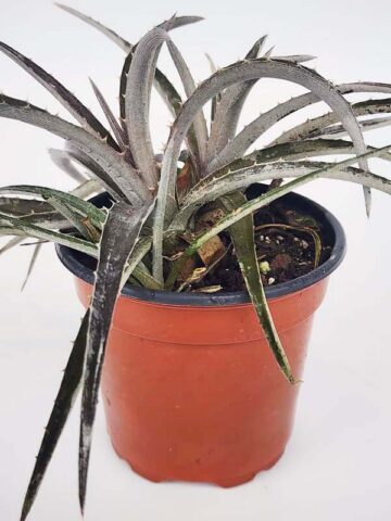 Silvery-White Desert Dyckia Plant (bromeliad-like)