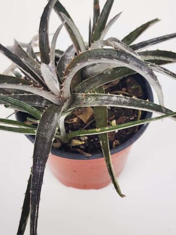 Silvery-White Desert Dyckia Plant (bromeliad-like) - Image 3