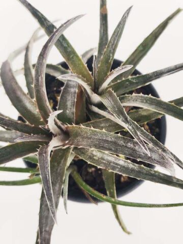 Silvery-White Desert Dyckia Plant (bromeliad-like) - Image 2