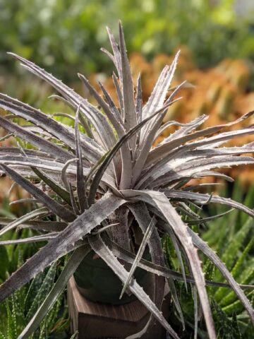 Silvery-White Desert Dyckia Plant (bromeliad-like)