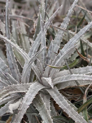 Alternative view of Silvery-White Desert Dyckia Plant (bromeliad-like)