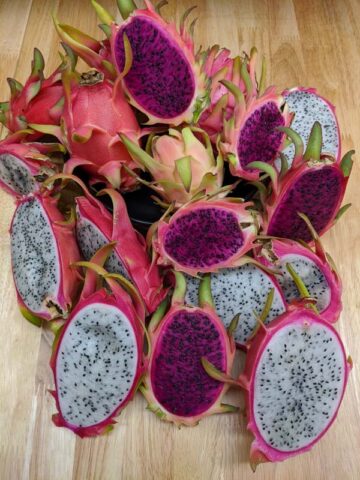 Costa Rican Cebra Dragon Fruit Cactus (hylocereus polyrhizus) - Image 12