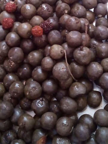 Alternative view of Lg. Blue Marble Rudraksha Tree (elaeocarpus ganitrus)