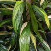 Epipremnum Amplissimum Aurea Variegata (Excellent Variegation)