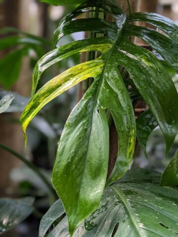 Alternative view of Epipremnum Pinnatum Green Flame