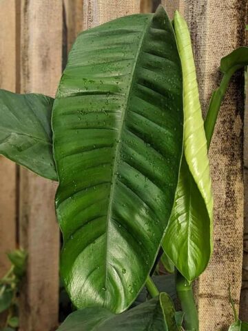 Epipremnum Giganteum Silver Plant