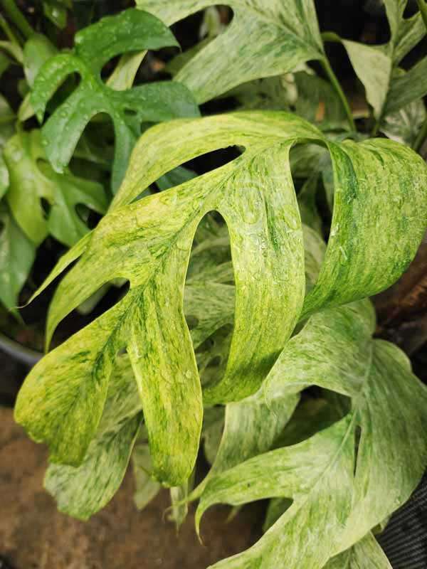 Epipremnum Pinnatum Mint Plant - Image 3
