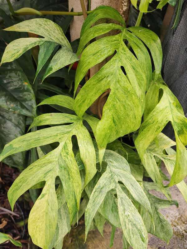 Epipremnum Pinnatum Mint Plant - Image 4