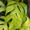Checkout Special, Epipremnum Pinnatum Mint, limit 1