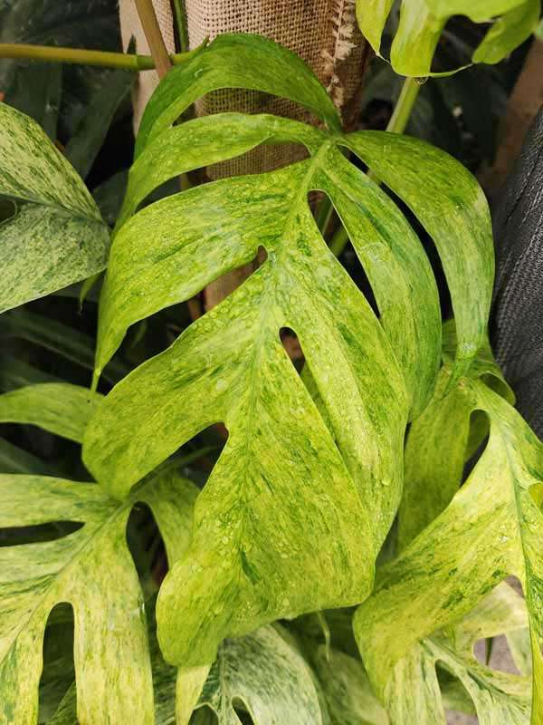 Epipremnum Pinnatum Mint Plant - Image 5