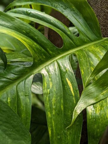 Alternative view of Epipremnum Pinnatum Kujang Gold Flame (Excellent Variegation)