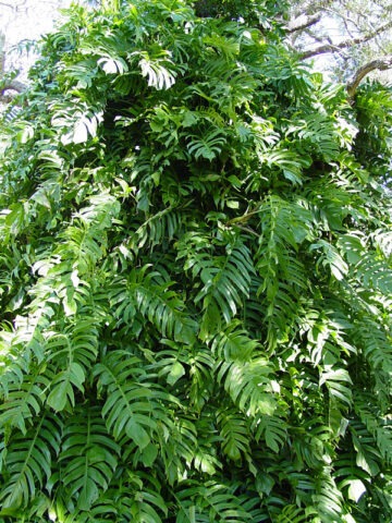 Alternative view of Epipremnum Pinnatum Plant