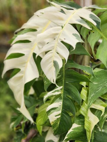Epipremnum Pinnatum Albo Variegata Plant